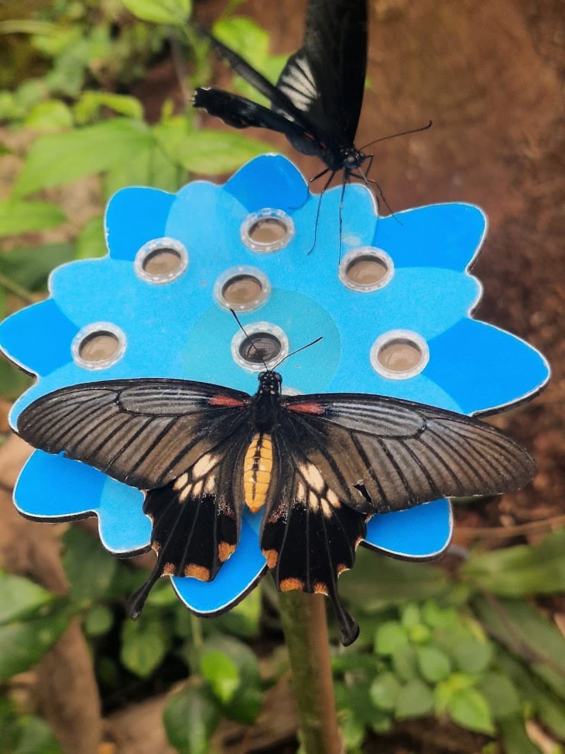 La serre aux papillons